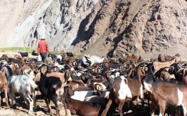 Los crianceros de la Región de Coquimbo se trasladan con el ganado a la cordillera en la temporada estival. 